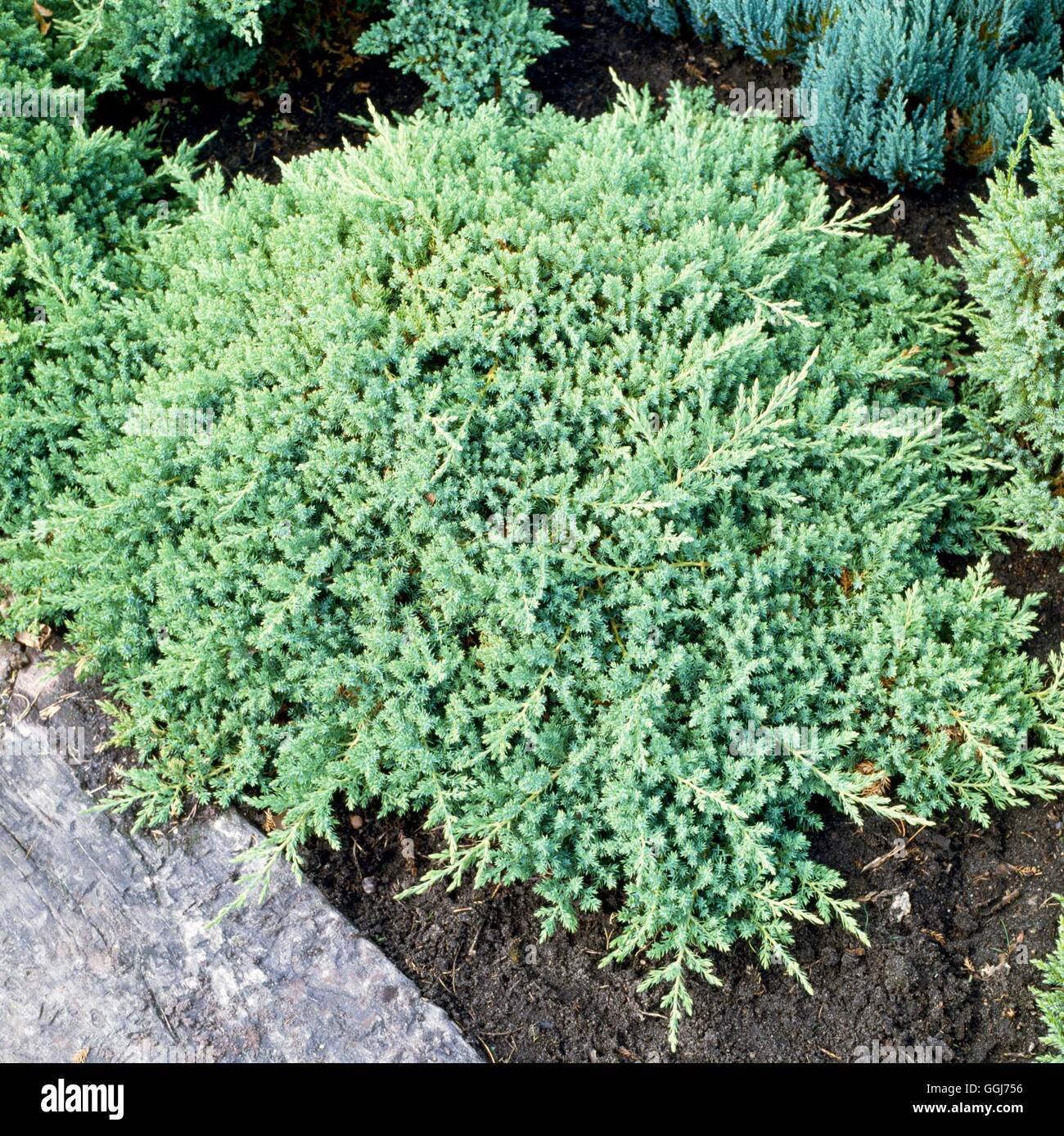 Juniperus procumbens - `Nana' AGM   CON016008 Stock Photo